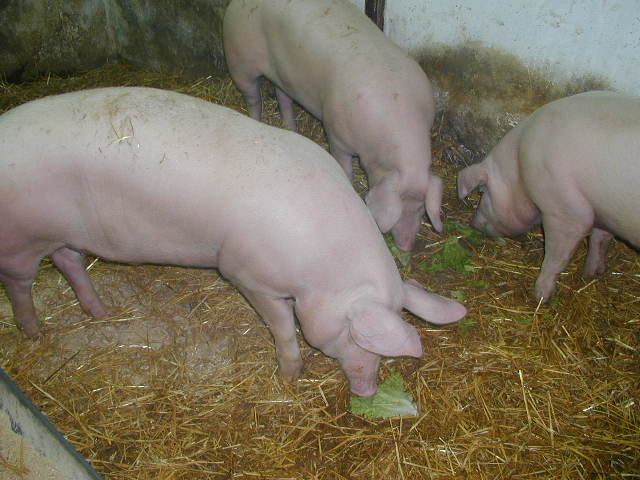 svinja za klanje-međimurje