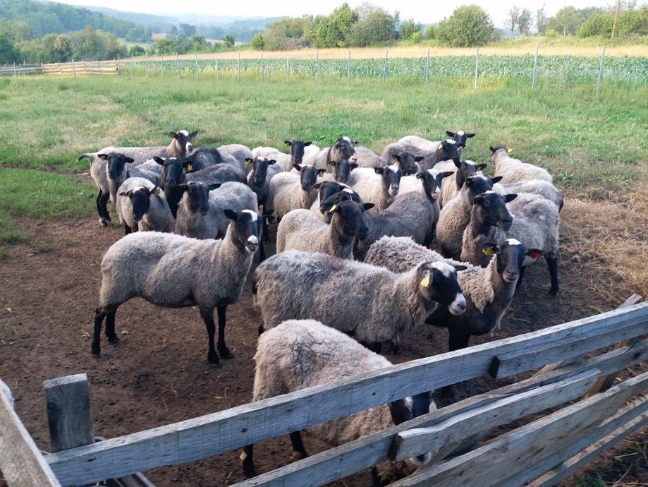 Bređe romanovske ovce prodajem