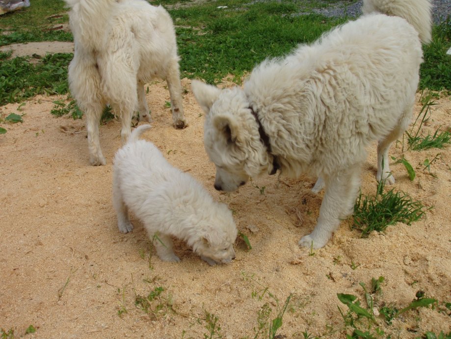 Mađarski ovčar MUDI - štenci