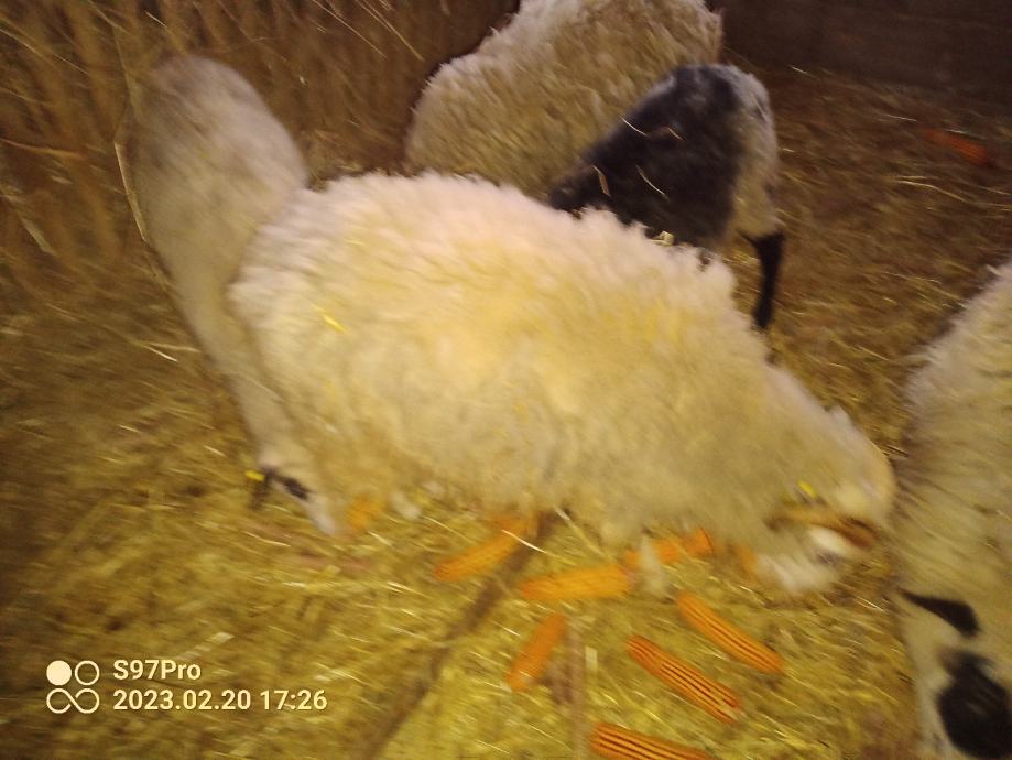 mladi ovnovi markirani