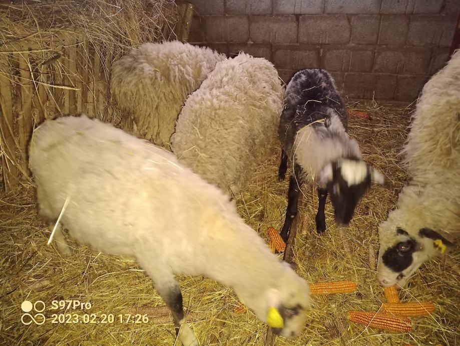 mladi ovnovi markirani