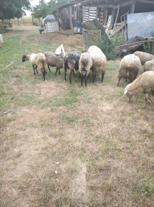 Ovce na prodaju