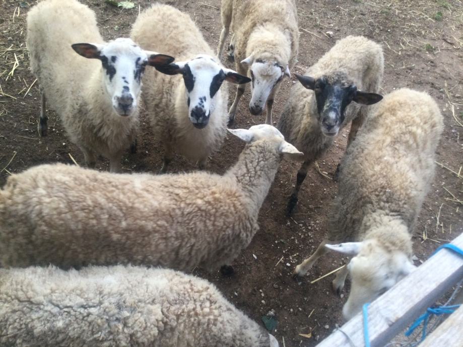 Ovce pramenke na prodaju