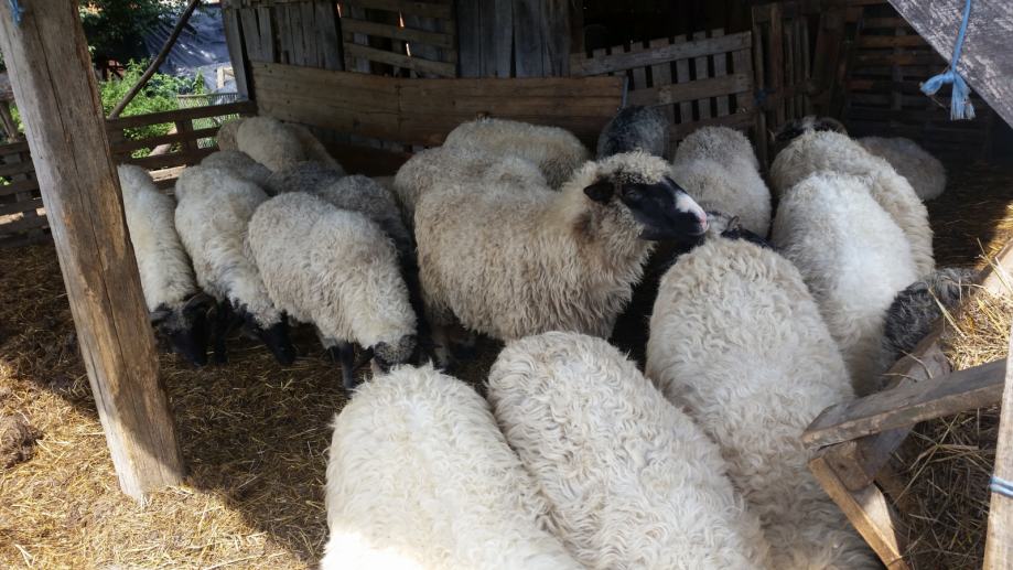 Prodajem mlade ovce  cista pramenka