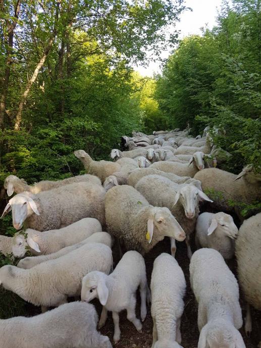 Prodajem stado ovaca-Solčavsko jezerska pasmina