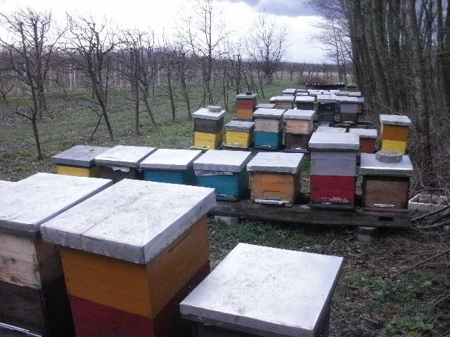 Pčele u lr košnicama.