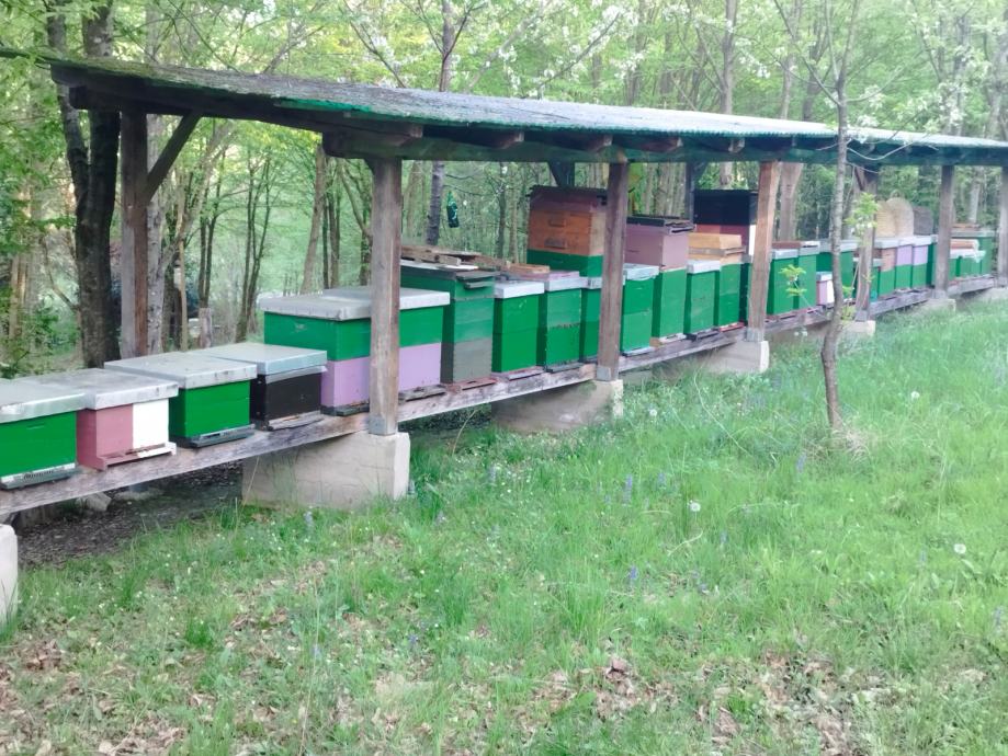 Pčele u Lr košnicama