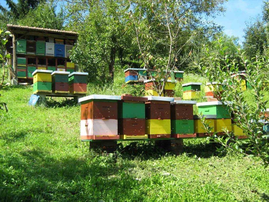 Pčele sa Lr Košnicama
