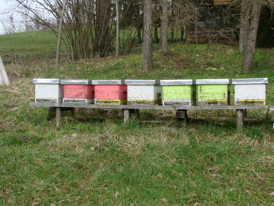 Pčele u LR košnici