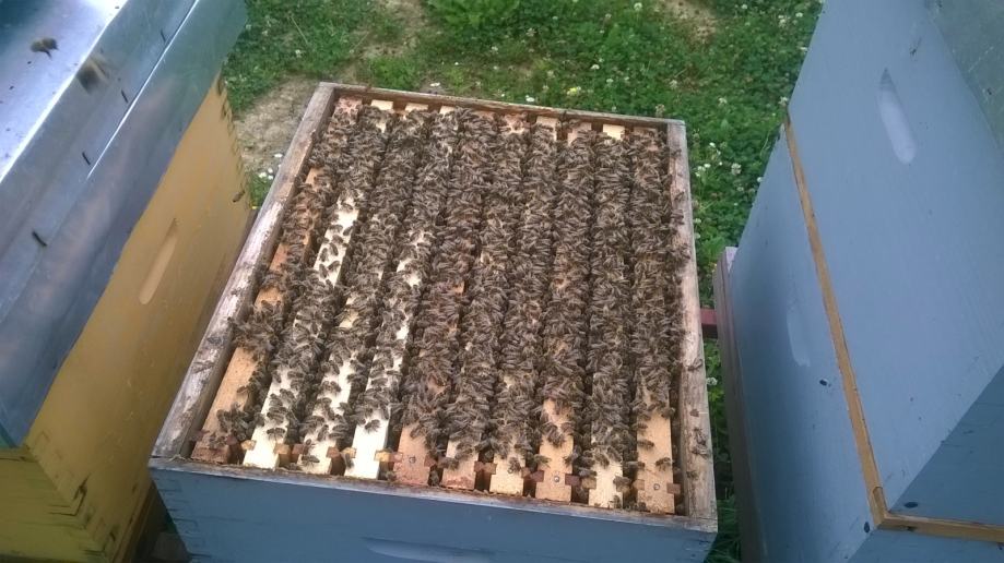 Pčele na LR okvirima prodajem - okolica Varaždina
