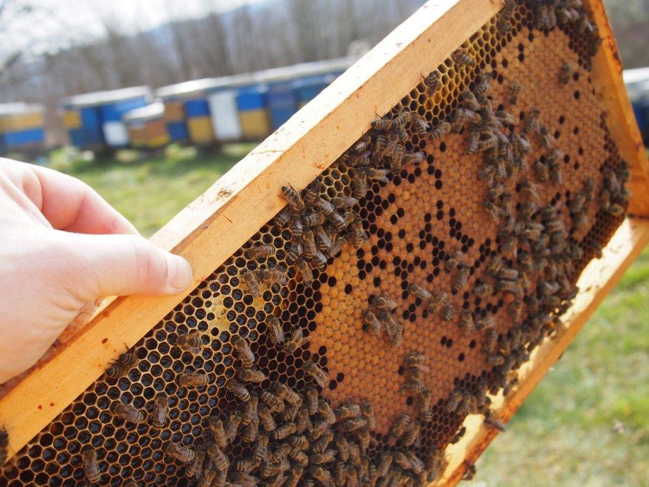 Pčelinje zajednice, nukleusi i rojevi s mladom maticom iz 2022