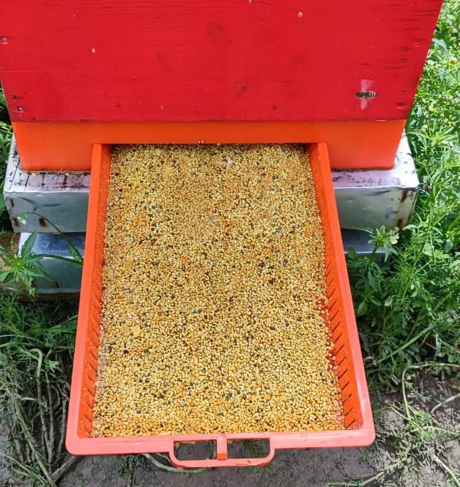 Podnica PVC CRVENA sa sakupljačem peludi,češljem i poletaljkomLR,DB10