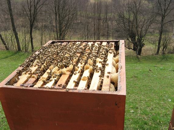 30 pčelinjih zajednica i popratnu opremu. Cijena po dogovoru
