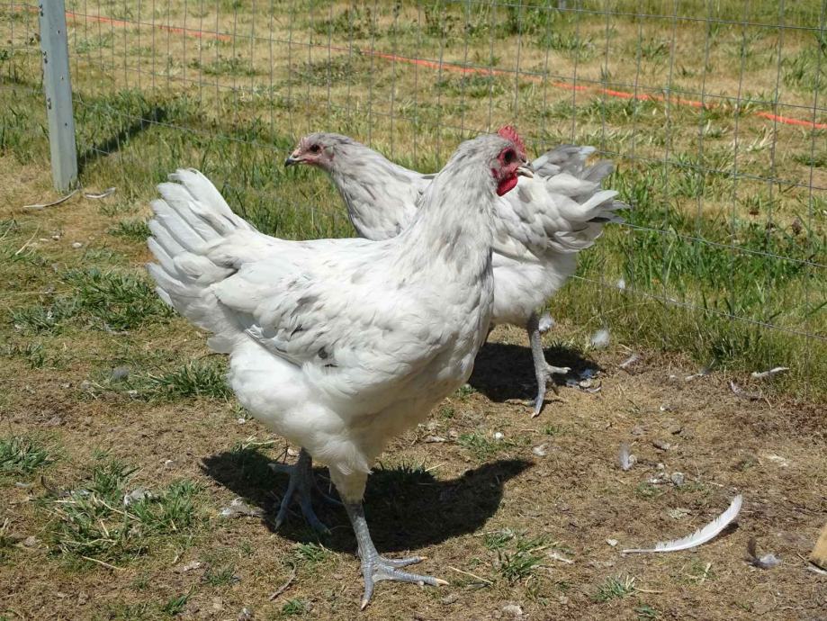 Australorp splash