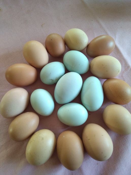 Domača kokošja jaja, normalna zelena i čokoladna