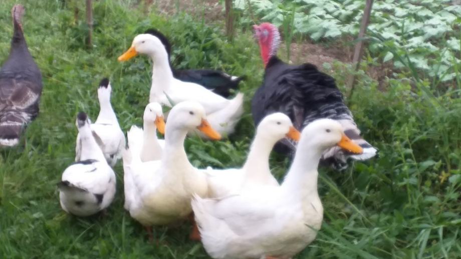 Patcke Domaće patke