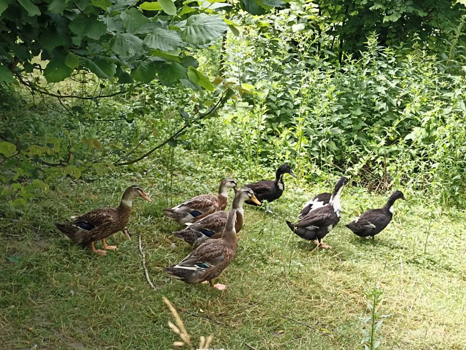 Patke Domaće patke