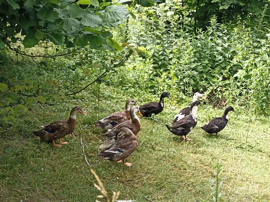 Patcke Domaće patke