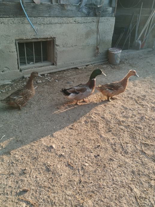 Patke domaće patke