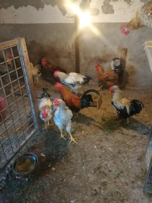 Pevci Domaći pijevci-pivci-pevci