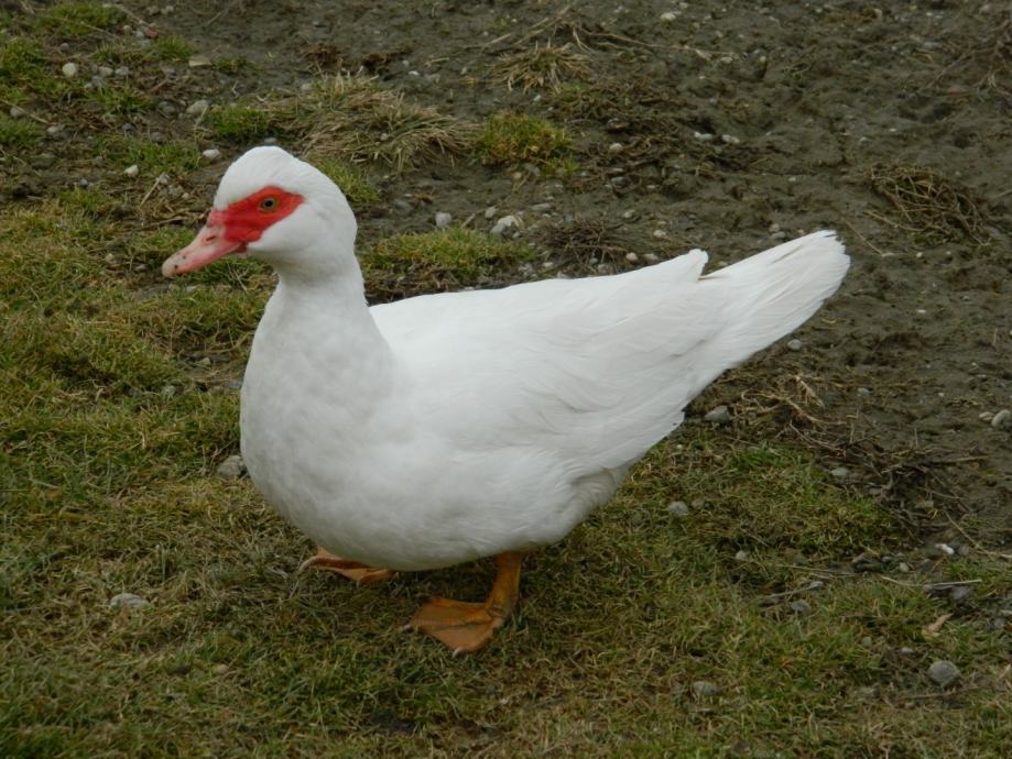 Patcke Japanske patke