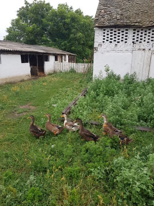 Patke Patke domaće