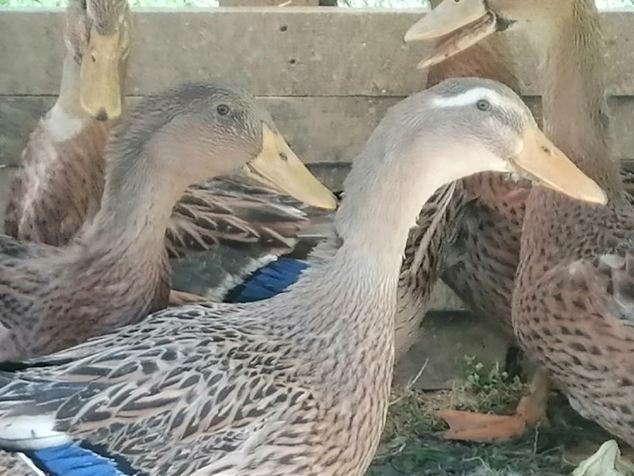 Patcke patke