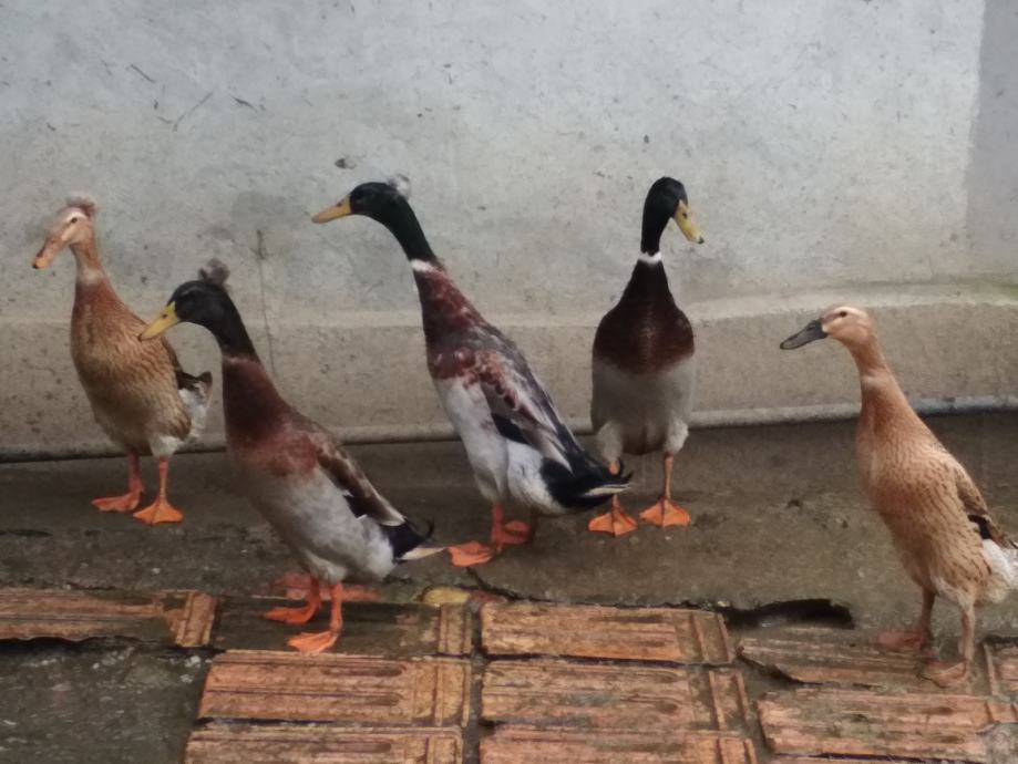 Patcke Patke trkacice
