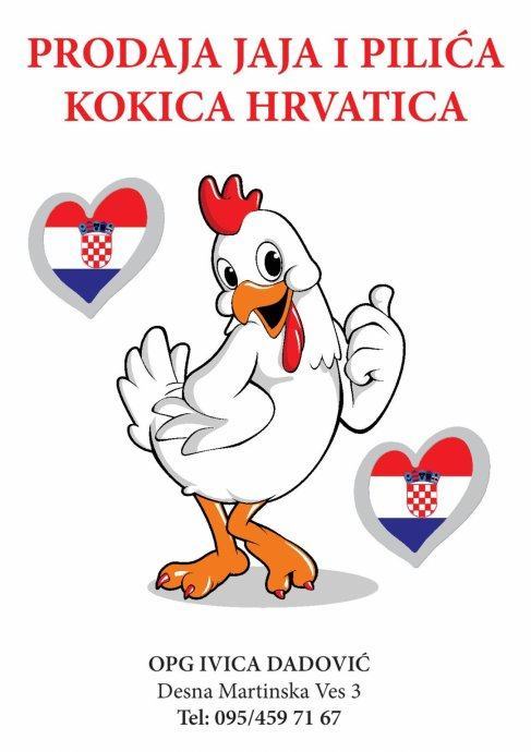 Prodaja kokoši Hrvatica