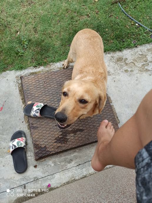 Labrador ženka, tartufar