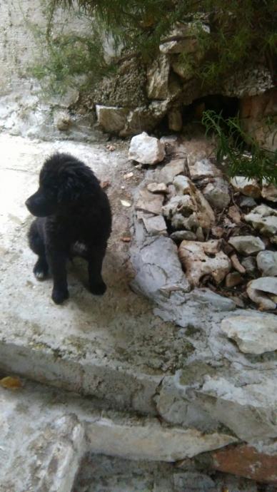 Poklanjam štene 3 mjeseca hrvatski ovčar