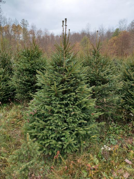 Božićna drvca, Obicna Smreka, Velike količine