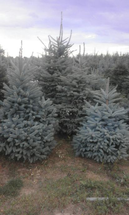 Božićna drvca srebrene smreke i obična smreka