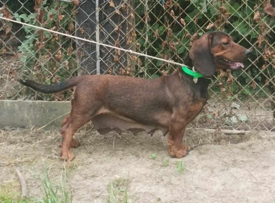 ALPSKI BRAK JAZAVČAR