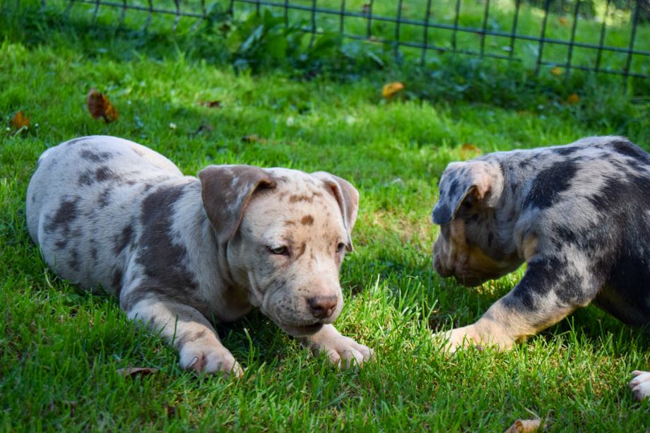 American pocket bully Merle