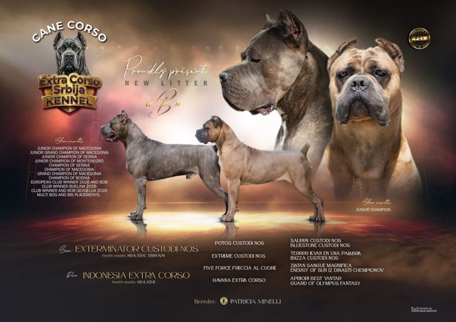 Cane Corso puppies