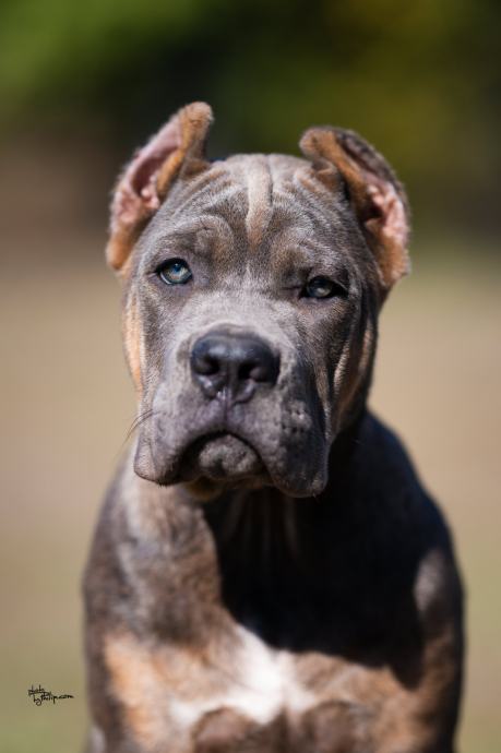Cane Corso puppies