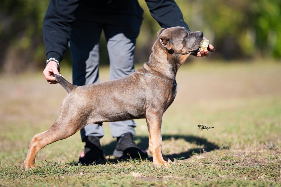 Cane Corso puppies