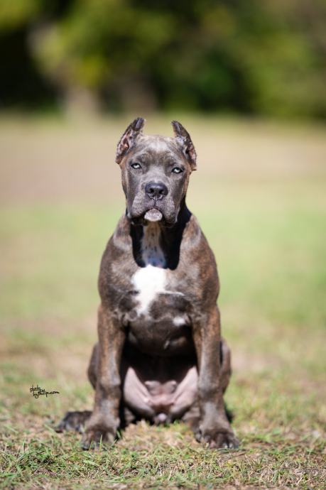 Cane Corso puppies