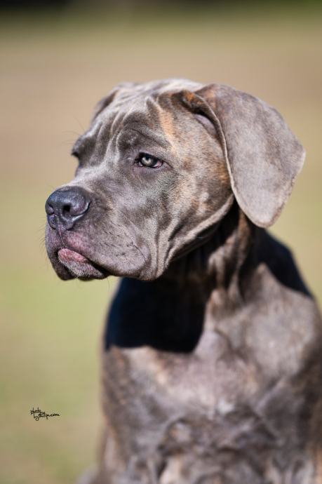 Cane Corso puppies
