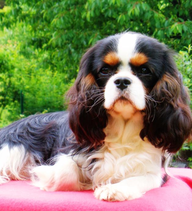Spring Borsa Tote In Tela Cavalier King Charles – Shopping 33x38 Cm, Simpatica E Riutilizzabile