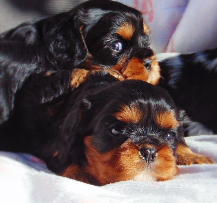 Cavalier King Charles Spaniel - S RODOVNICOM