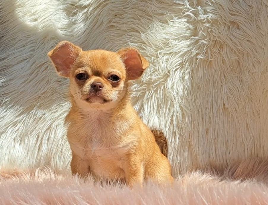 Chihuahua - Čivava štenci sa rodovnicom