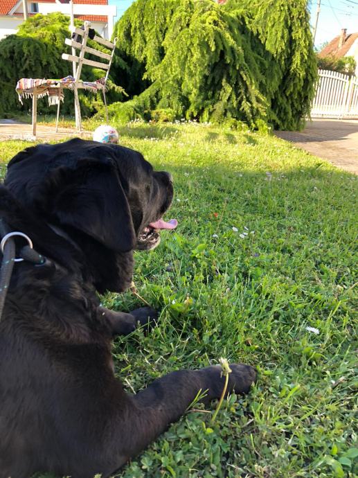 Poklanja se ženka Labradora