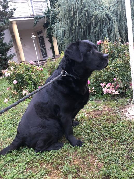 Poklanja se ženka Labradora
