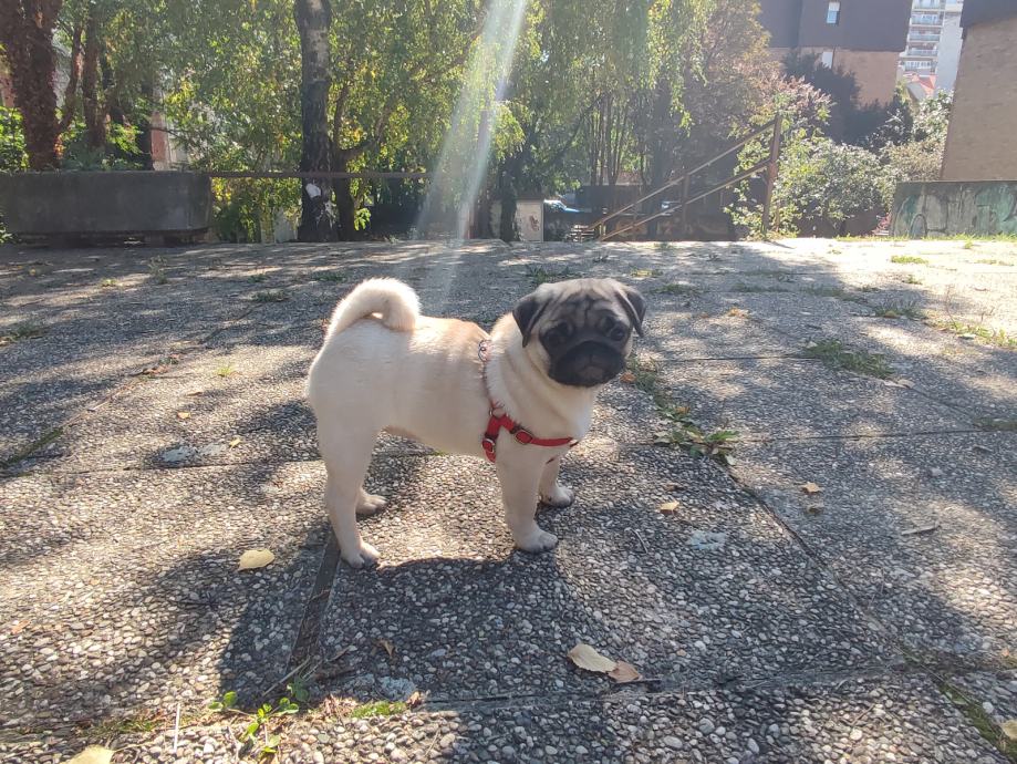 Mops, ženka, 4 mjeseca