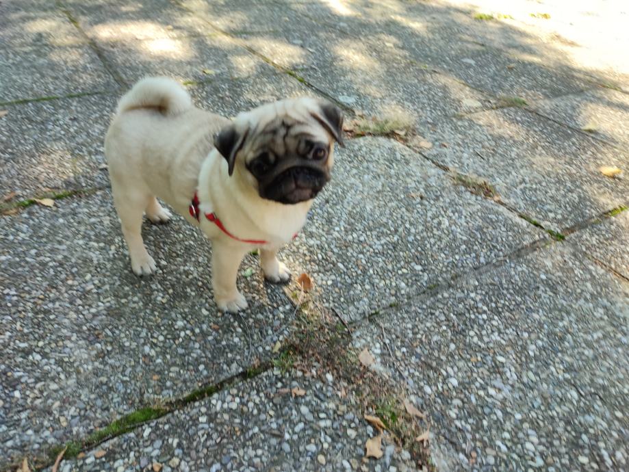 Mops, ženka, 7 mjeseci