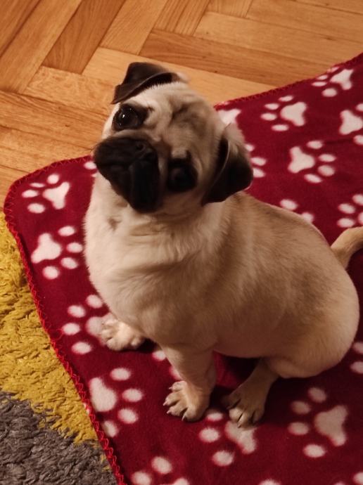 MOPS štene rodovnica