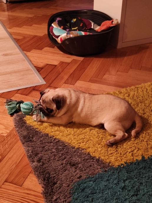 MOPS štene rodovnica