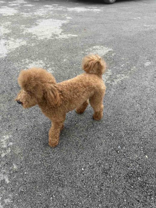 Prodaja Mini pudli i toy pudli